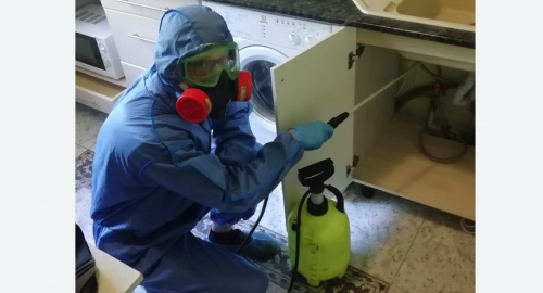 Уничтожение муравьев в квартире. Гороховец