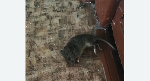 Дезинфекция от мышей в Гороховце
