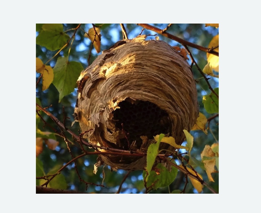 Обработка от шершней в Гороховце