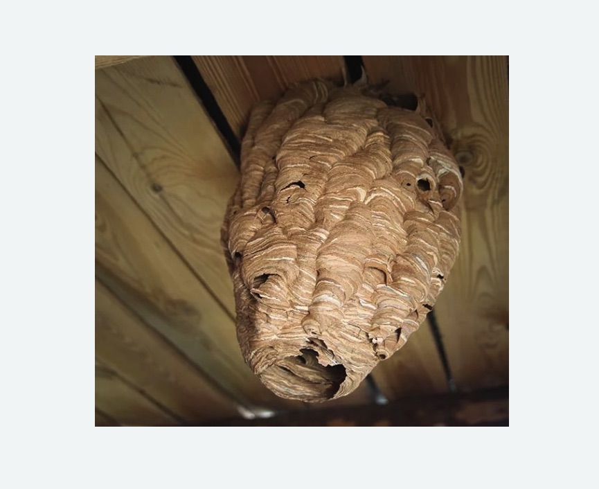 обработка от шершней в Гороховце