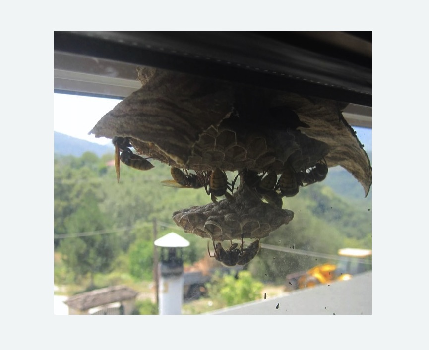 Уничтожение гнёзд шершней в Гороховце