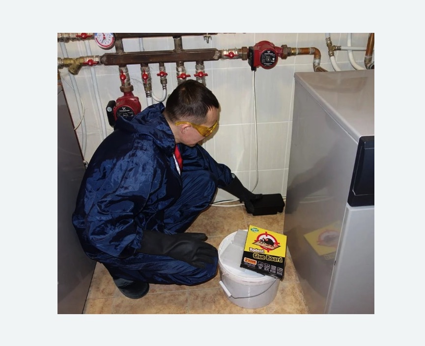 Уничтожение крыс в Гороховце