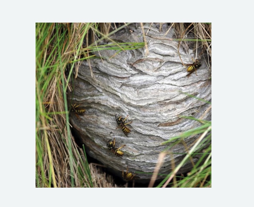 Уничтожение ос и ульев в Гороховце